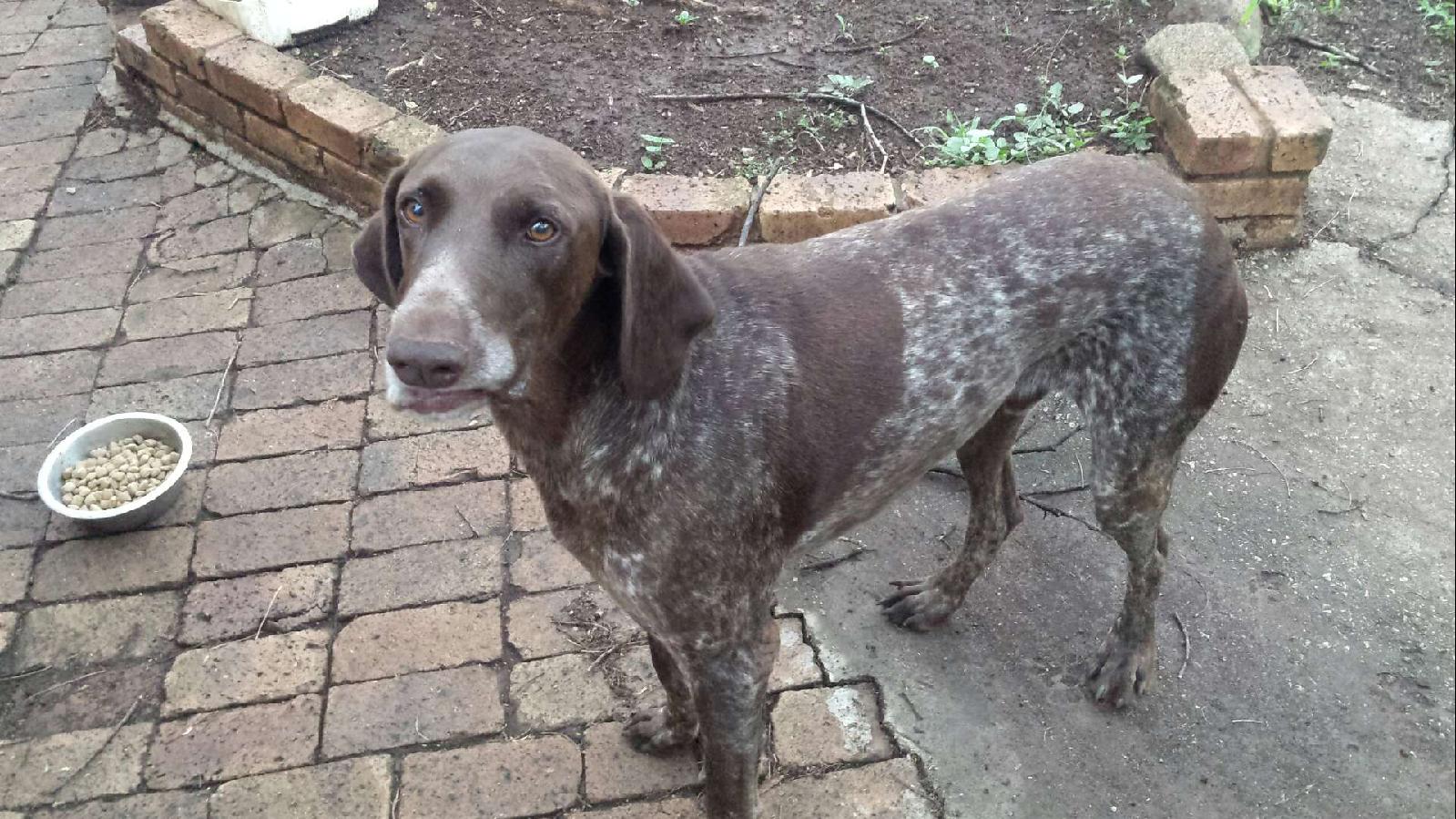 lost_dog_drnprt