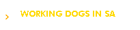 WORKING DOGS IN SA